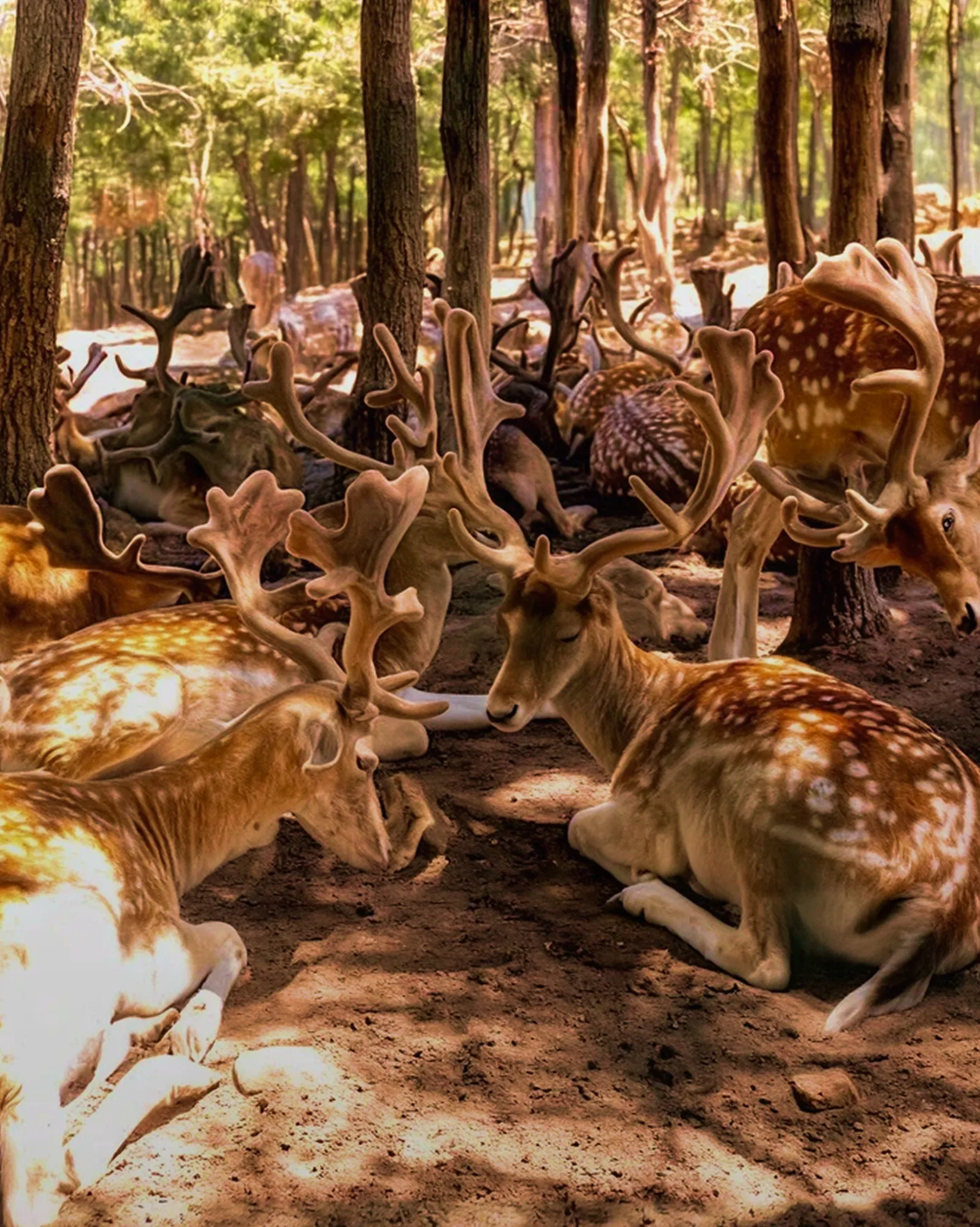 Fallow deer resting in the woods beside RedRock Faqra